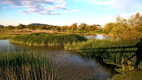 Serene Marshland at Dusk wallpaper