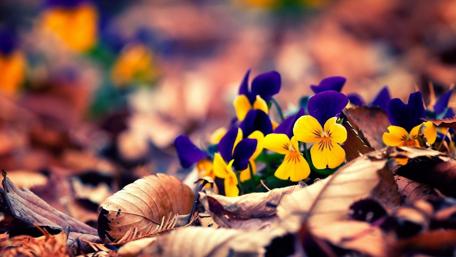 Vibrant Pansies Amidst Autumn Leaves wallpaper