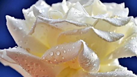 Elegant White Rose with Dew Drops wallpaper