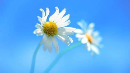 Serene Blue Daisy Delight wallpaper