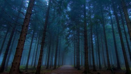 Twilight Mysteries in the Forest Path wallpaper