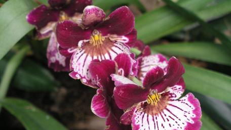 Vibrant Orchid Blooms in Full Glory wallpaper