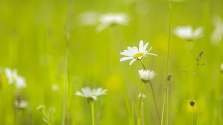 Blossoming Serenity in Vibrant Green Fields wallpaper