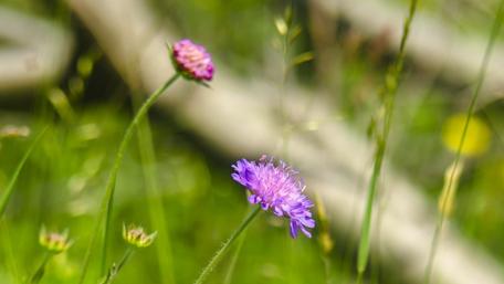Enchanting Purple Flowers in Nature's Embrace wallpaper