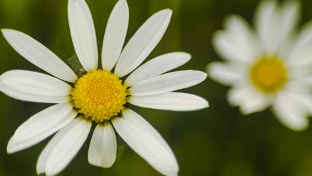 Delicate White Flowers in Bloom wallpaper