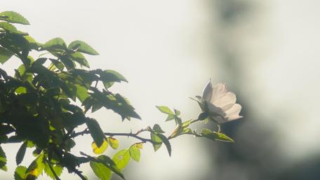 Delicate White Flower in Soft Light wallpaper