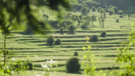 Serene Green Landscape Near Mountains wallpaper