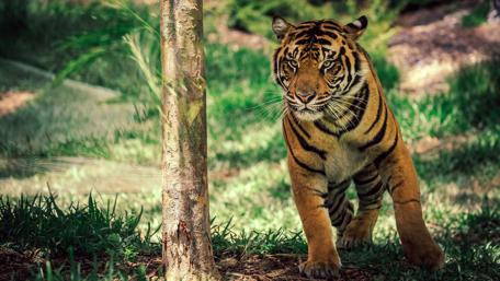 Majestic Tiger in Its Natural Habitat wallpaper