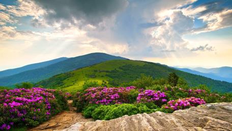 Blooming Hillside under Majestic Clouds wallpaper