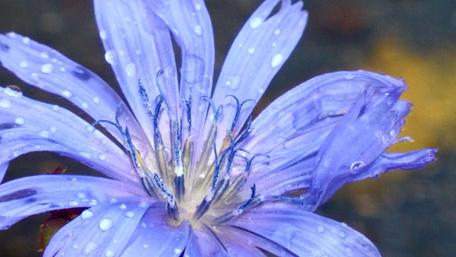 Gentle Blue Petals Drenched in Rainfall wallpaper