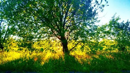 Luminous Serenity in Nature's Embrace wallpaper