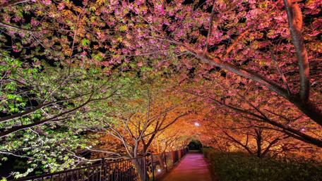 Spring Night Pathway Illumination wallpaper