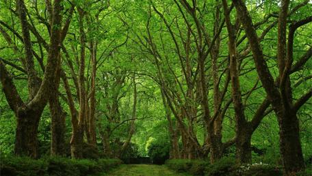 Lush Green Forest Pathway wallpaper