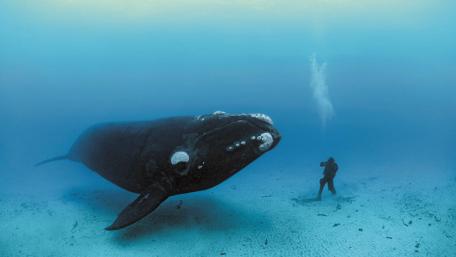 Majestic Underwater Encounter with a Giant Whale wallpaper