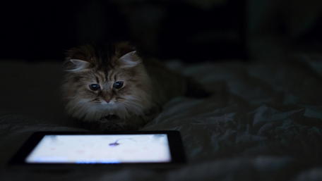 Curious Cat Engaged with Technology wallpaper