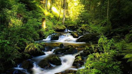 Serene Waterfall Retreat in Lush Greenery wallpaper