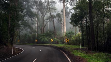 Serene Curves of a Misty Forest Road wallpaper