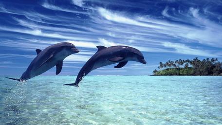 Joyful Dolphins Leaping in Crystal Waters wallpaper