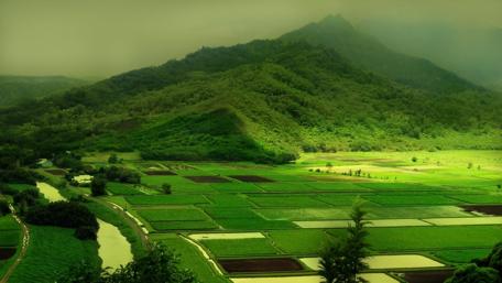 Lush Green Fields Under a Misty Sky wallpaper