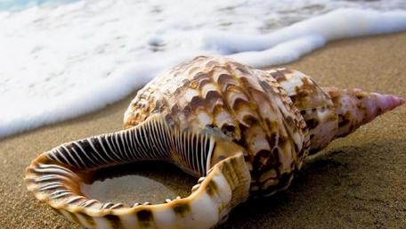 Serene Shell by the Shore wallpaper