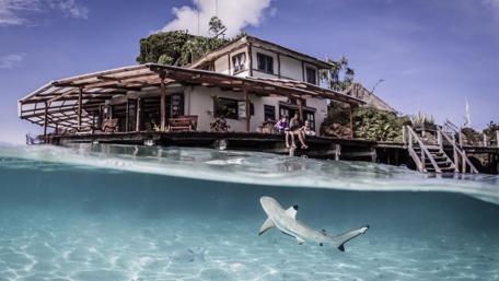 Shark Encounter by the Shoreline wallpaper