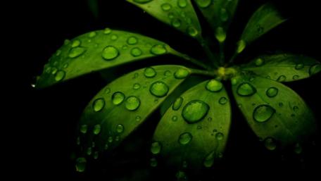 Vibrant Green Leaves with Raindrops Sparkling in the Light wallpaper