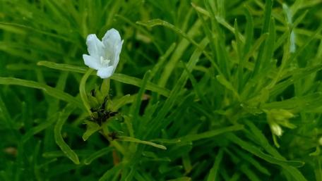 Delicate White Flower Among Lush Greenery wallpaper