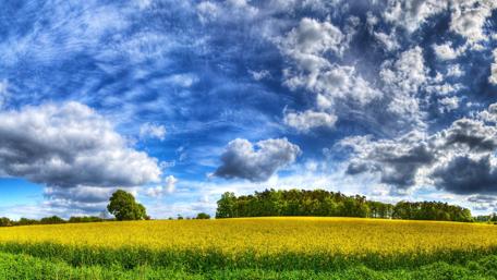 Golden Field Under a Cloud-Dappled Sky wallpaper