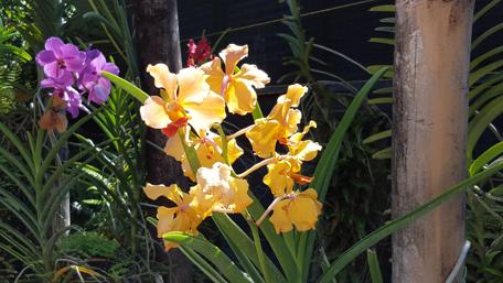 Vibrant Caribbean Orchids in Bloom wallpaper