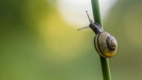 Gentle Journey of a Snail wallpaper