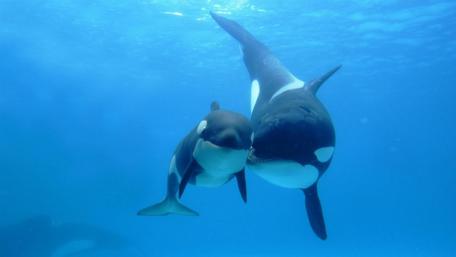 Orcas in Blue Water Harmony wallpaper