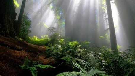 Sunlight Through Forest Canopy wallpaper