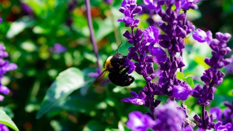 Vibrant Bee on Purple Flowers Beauty wallpaper