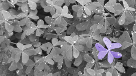 Vibrant Purple Flower Amidst Green Leaves wallpaper