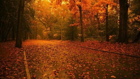 Autumn's Golden Pathway in the Forest wallpaper