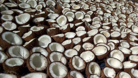 Coconut Harvest Abundance Wallpaper wallpaper