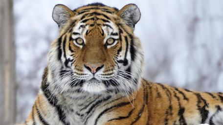 Majestic Tiger Stare wallpaper