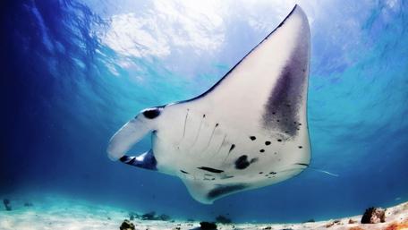Majestic Manta Ray in Clear Blue Waters wallpaper