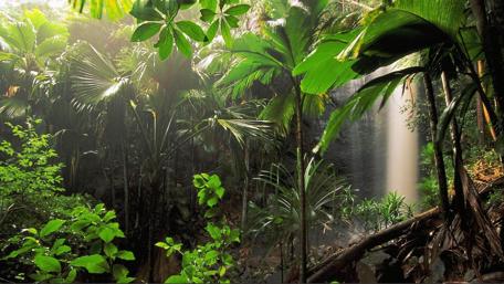 Serene Tropical Forest Waterfall Scene wallpaper