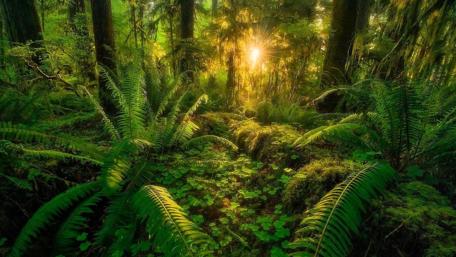 Shimmering Sunlight Through the Forest Canopy wallpaper