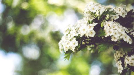 Delicate White Blossoms Against a Green Backdrop wallpaper