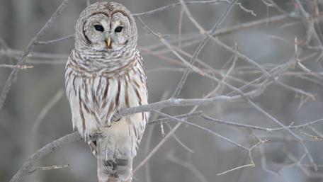 Majestic Owl Perched in Winter Branches wallpaper