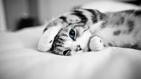 Blue eyed cat - Monochrome photography wallpaper