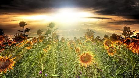 Sunset Symphony in a Sunflower Field wallpaper