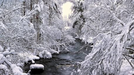 Winter Wonderland in Snowy Forest wallpaper