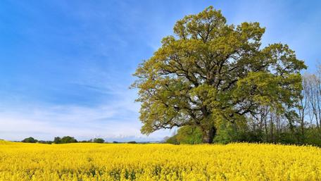 Vibrant Tree Amidst Golden Fields wallpaper