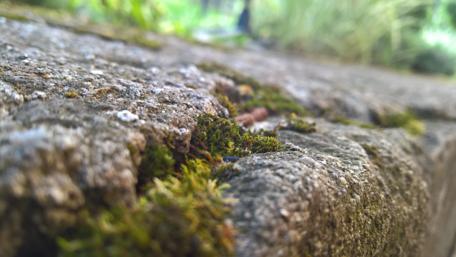 Lush Greenery on Weathered Stone Surface wallpaper