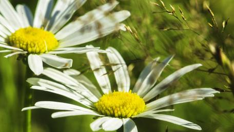 Delicate White Daisy Beauty wallpaper