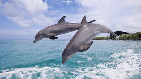 Joyful Dolphins Leaping in Pristine Waters wallpaper