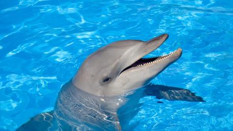 Joyful Dolphin in Clear Blue Water wallpaper